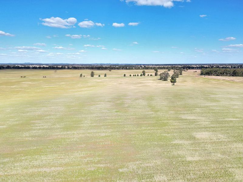 Real Estate Agent Wyalong Quade Moncrieff Livestock & Property