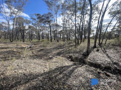 CA 37H Olympic Parade, Maiden Gully