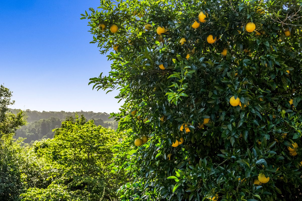 3 Pagottos Ridge Road, North Lismore