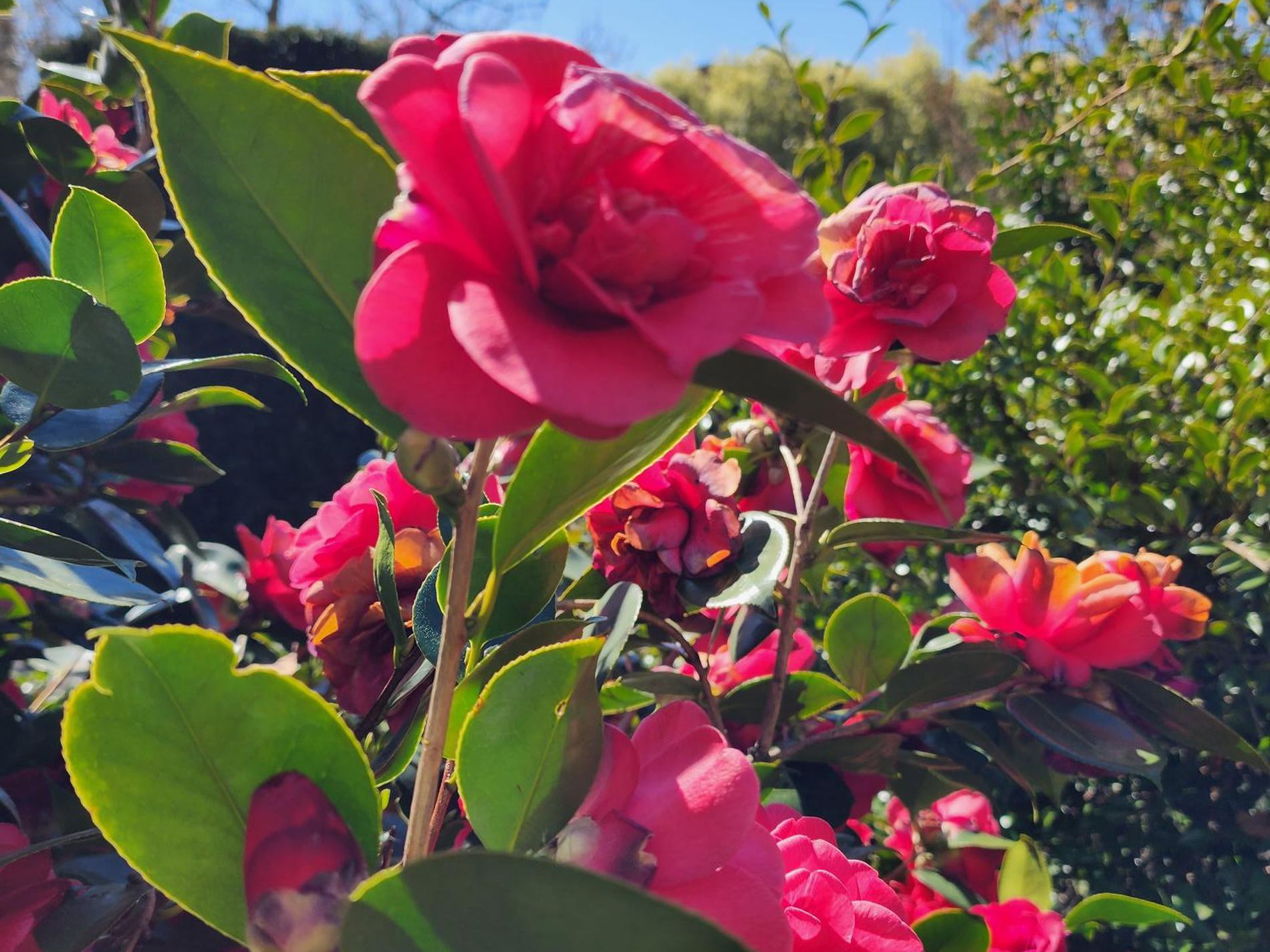 21 Sullivan Rd, Burradoo