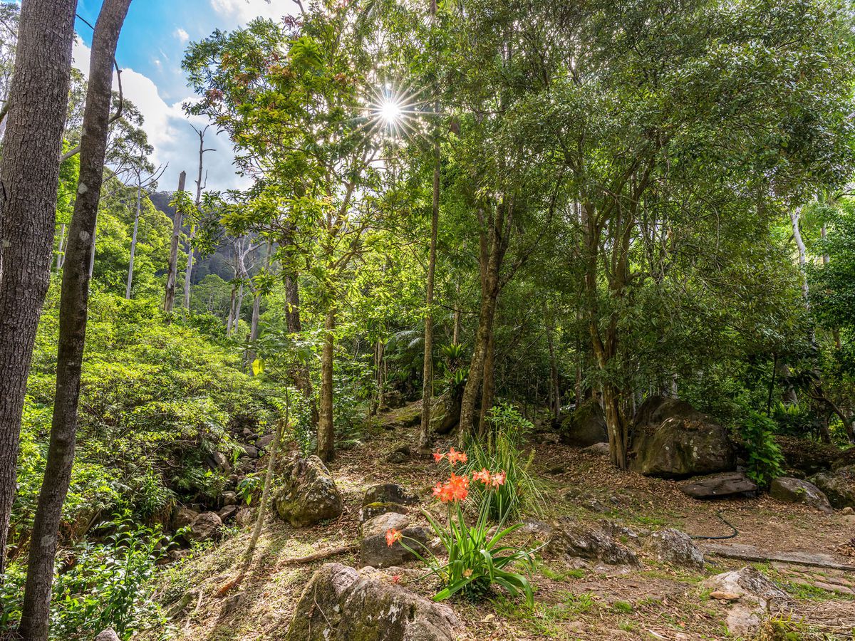 807 Left Bank Road, Mullumbimby Creek