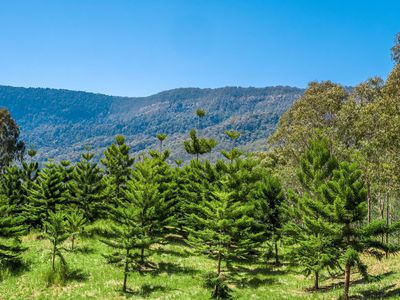 975 Green Pigeon Road, Green Pigeon Via, Kyogle