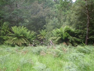 Lot 5 Wylies Road, Cradoc