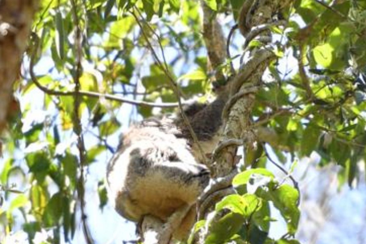 1667 Pumicestone Road, Toorbul