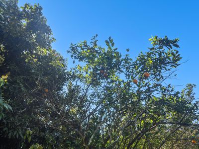 144 Donkin Road, Utchee Creek