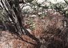 Lot 18493 Tutanning Road, East Pingelly