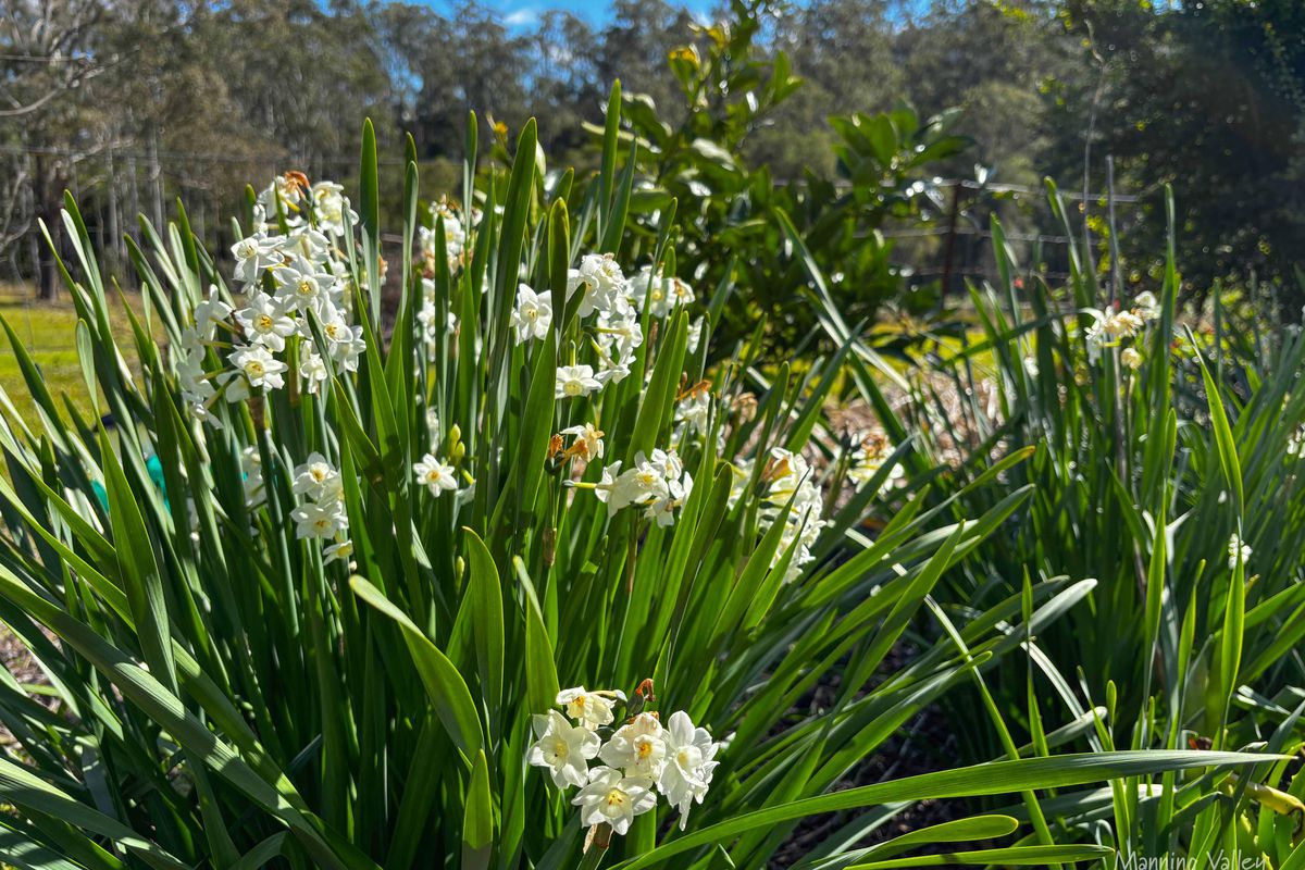 205 Borserio Drive, Mount George