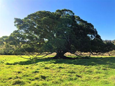 98 Wilfords Lane, Milton