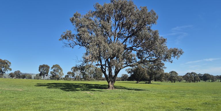 Lot 1  10 Dunnings Road, Balmattum