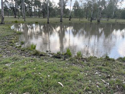 Wattle Camp