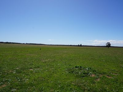 'Dundee' 603 Charcoal Tank Road, West Wyalong