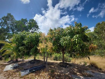 1105 Mount Amos Road, Cooktown