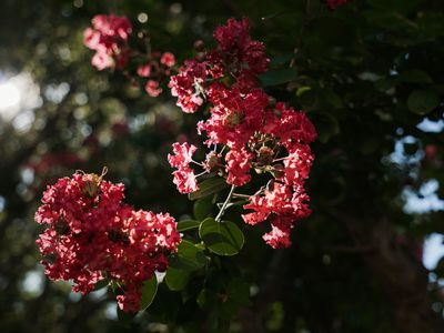 11 Frederick Street, Maylands