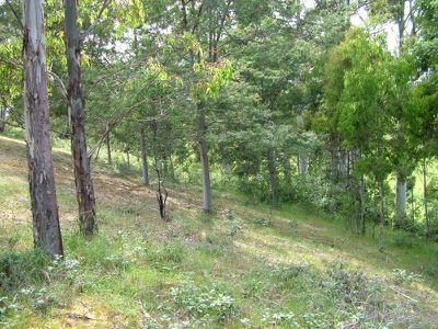 124 Dillons Hill Road, Cygnet