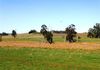Lot 42, 46 Forest Road, Orange