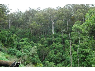 Lot 47 -48 Lower Towamba Road, Kiah