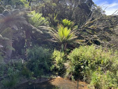 28834 Tasman Highway, Weldborough