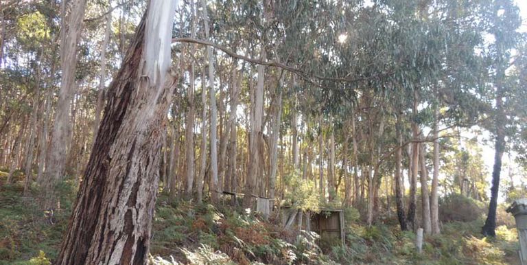 120 Steens Road, Boho