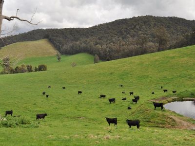 Bullhead Road, Mitta Mitta