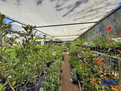 Magnolia Nursery