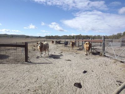 Lot 2,3,4,&6, 2 / 12560 Gwydir Highway, Warialda