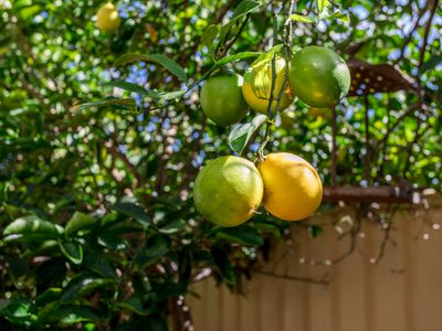 15 Packenham Promenade, Canning Vale
