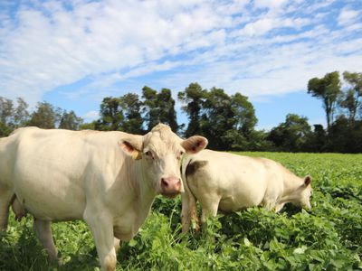 256 Hacks Ferry Road, Hacks Ferry