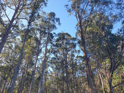 270 Woolleys Road, Lonnavale