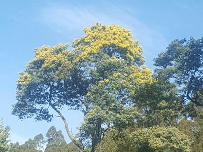 Palmers Road, Oyster Cove