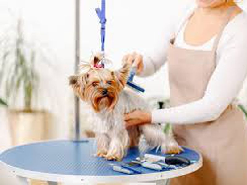 Dog Grooming Business For Sale