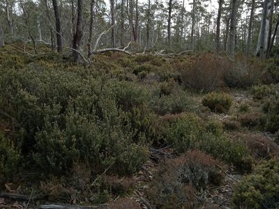 PID 5004617 'Christmas Marsh' Arthurs Lake Road, Arthurs Lake