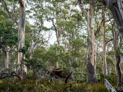 'Hardings Bay Retreat', Lake Leake Road, Lake Leake