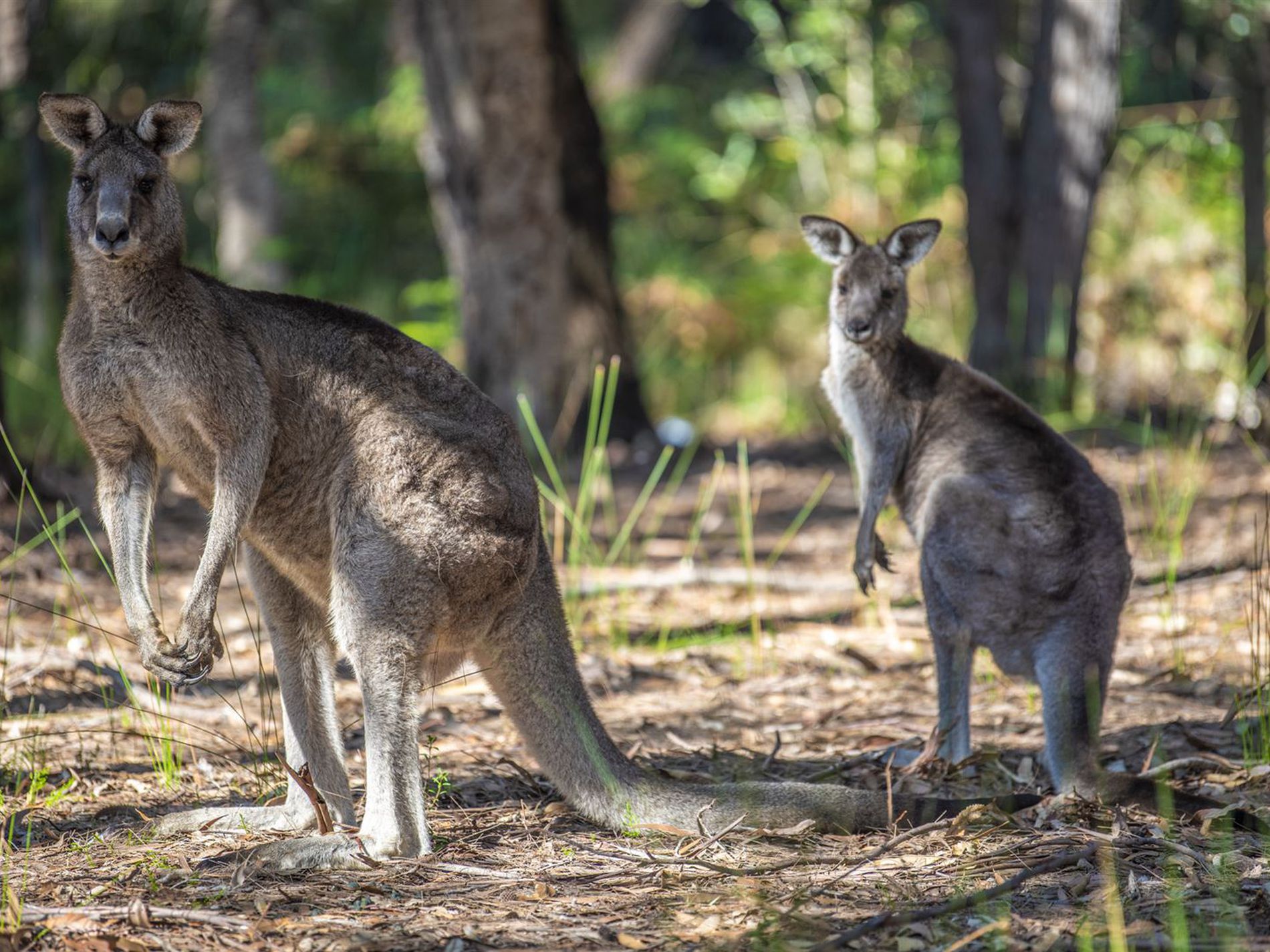8 Thorne Street, Lake Conjola