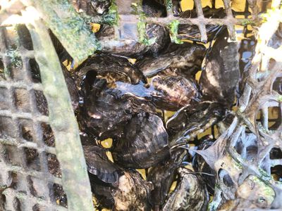 100 Cockle Creek Road, Recherche