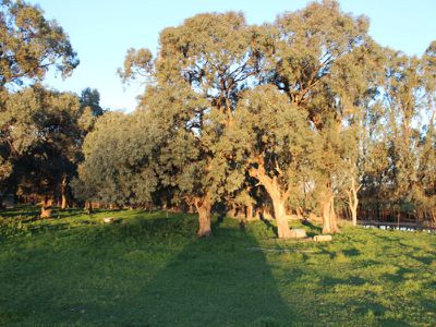 Lot 21 North Barham Road, Barham
