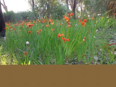 390 Robinson Road, Mahogany Creek