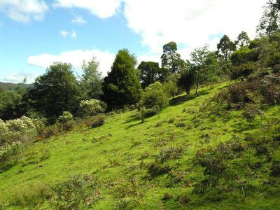 Woolleys Road, Lonnavale