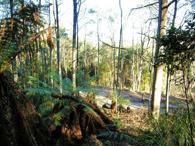 Lot 4 Jacksons Road, Franklin