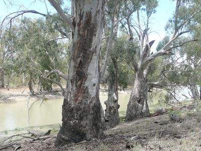 Lot 15 Edward River Road, Moulamein