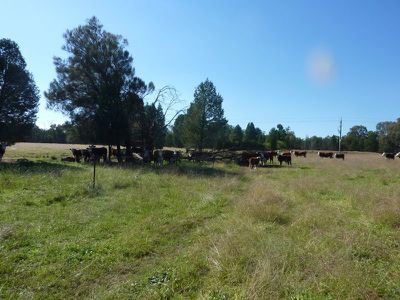 Lot 181 Lot 181 Westella Road Wongarbon, Wongarbon
