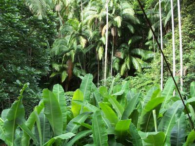 Maleny