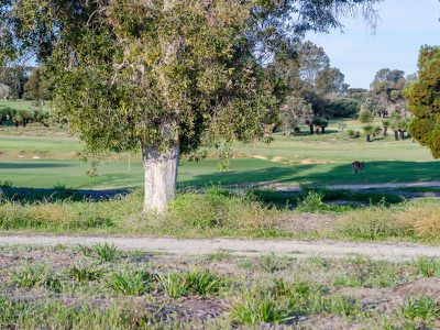 6 Russley Grove, Yanchep