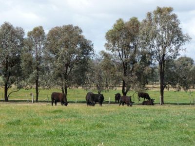 Cheesleys Road, Indigo Valley