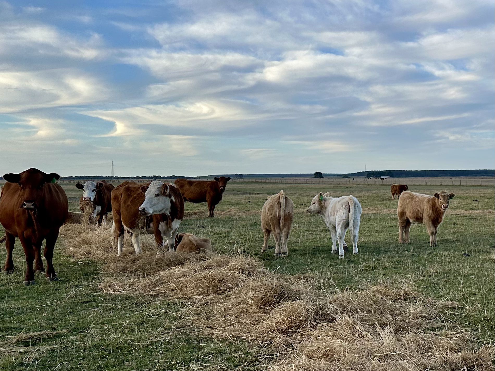 Lot 1, Lot 417 & 429, Sebastopol Springs Rd , Sebastopol