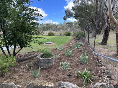 Bradview / 1009 Warrumbungles Way, Coolah