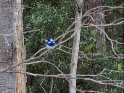 Lot 1 Kalonga Road, Nicholls Rivulet