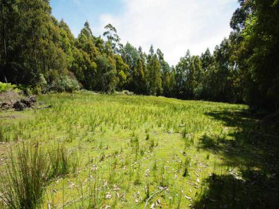 225 Umfrevilles Road, Kaoota