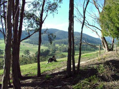 Nicholls Rivulet