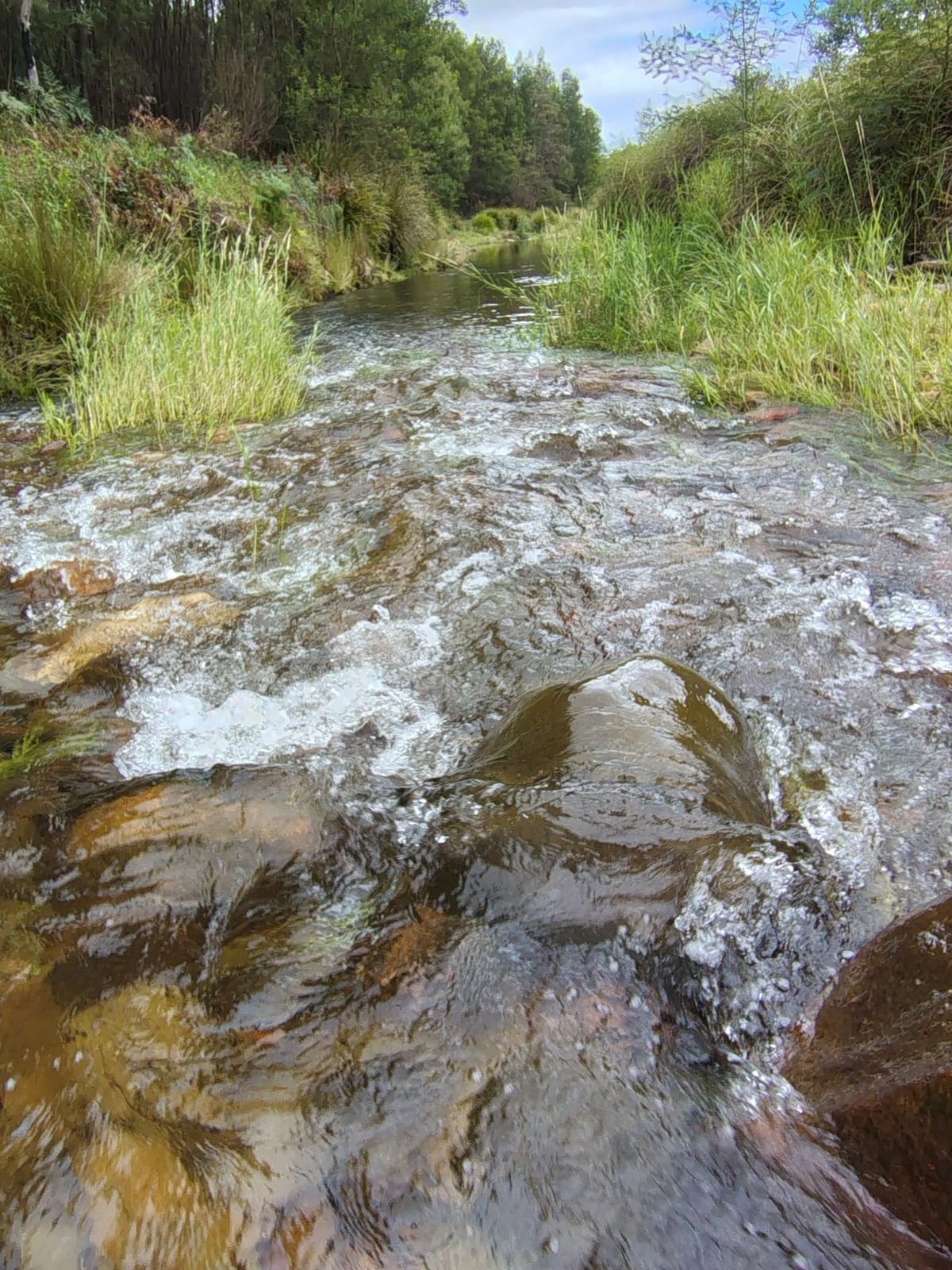 115 Gulph Creek Road, Nerrigundah