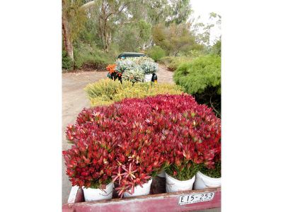 1280 Beachport-Penola Road, Beachport